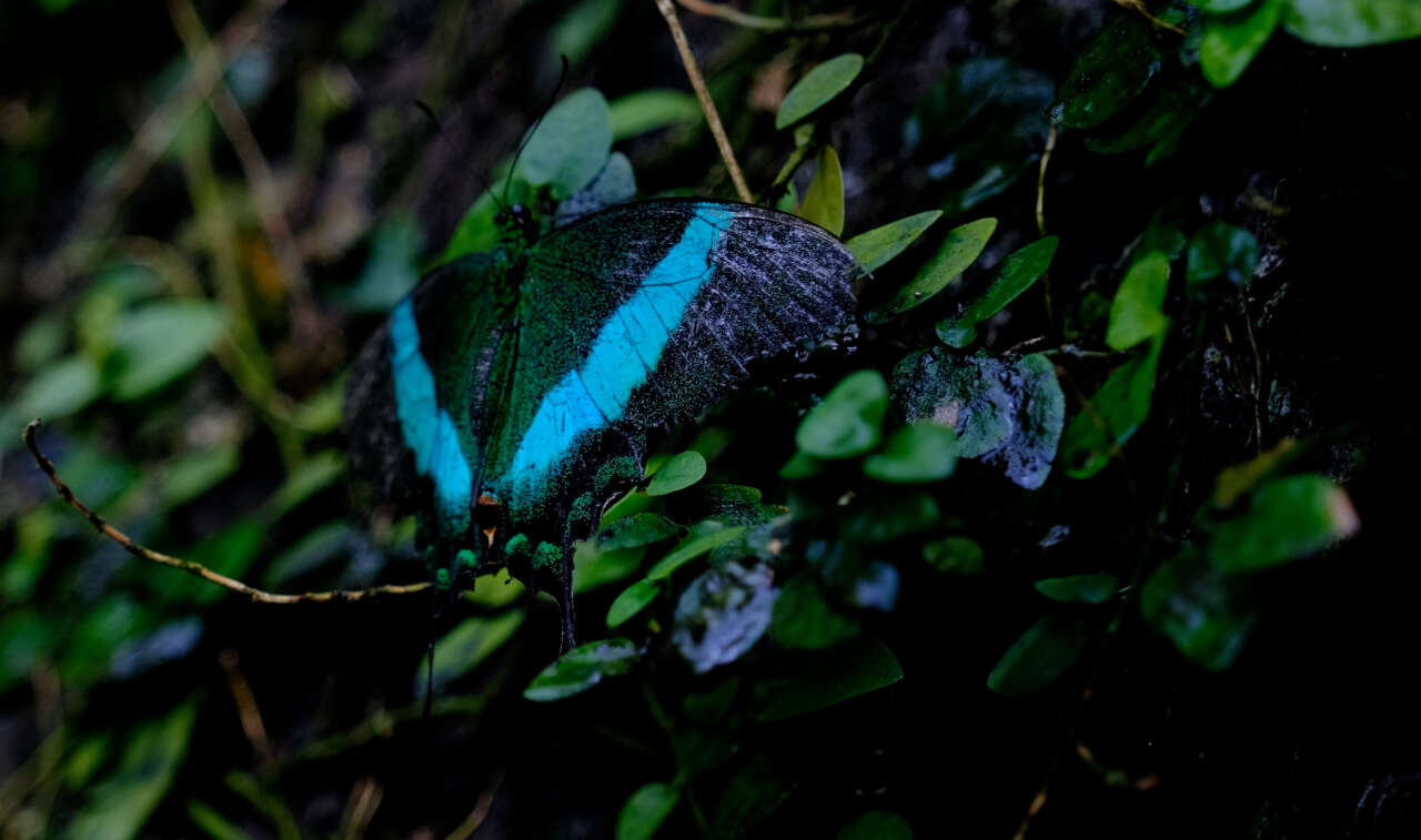 Avrupa’nın en büyüğü Konya’da! 10 bin farklı tür, 600 bin ziyaretçi 5